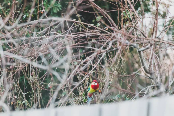 Nativo Uccello Rosella Australiana Sui Rami Degli Alberi Cortile Soleggiato — Foto Stock