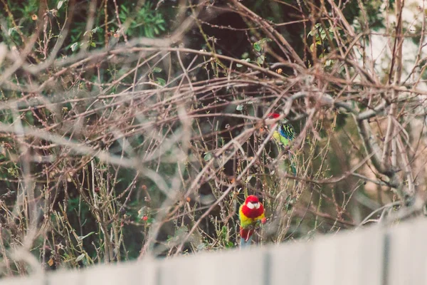 Pájaro Rosella Australiano Nativo Ramas Árbol Patio Trasero Soleado Tiro —  Fotos de Stock