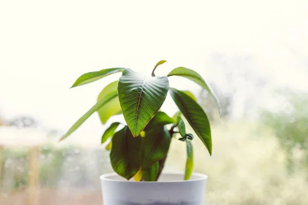 Nahaufnahme Der Frangipani Pflanze Weißen Topf Drinnen Fenster Mit Regentropfen — Stockfoto