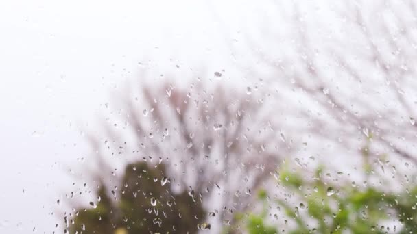 澳大利亚冬季一场寒冷的暴风雨中 雨滴落在窗户上 人们在后院的焦距很远 — 图库视频影像