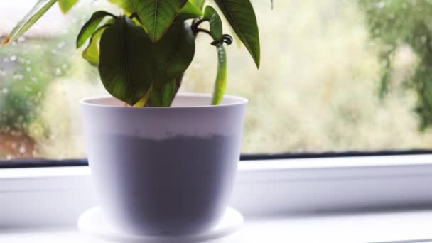 Nahaufnahme Der Frangipani Pflanze Weißen Topf Drinnen Fenster Mit Regentropfen — Stockvideo