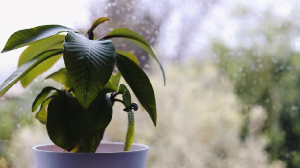 Primer Plano Planta Frangipani Maceta Blanca Interior Por Ventana Con — Vídeos de Stock