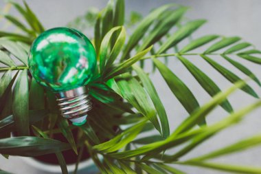 Yeşil ekonomi ve çevrenin kavramsal görüntüsü için fikirler, yeşil ampul fikri, kapalı alandaki yemyeşil palmiye, sığ alan derinliğindeki küçük demlikte.