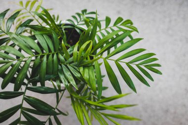 Kapalı alandaki palmiye bitkisinin doğal pencere ışığıyla sığ alan derinliğinde çekilmiş görüntüsü.