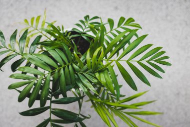 Kapalı alandaki palmiye bitkisinin doğal pencere ışığıyla sığ alan derinliğinde çekilmiş görüntüsü.