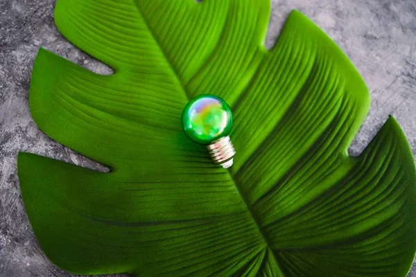 green economy and ideas for the environment conceptual image, green light bulb idea on top of lush tropical leaf on grey background