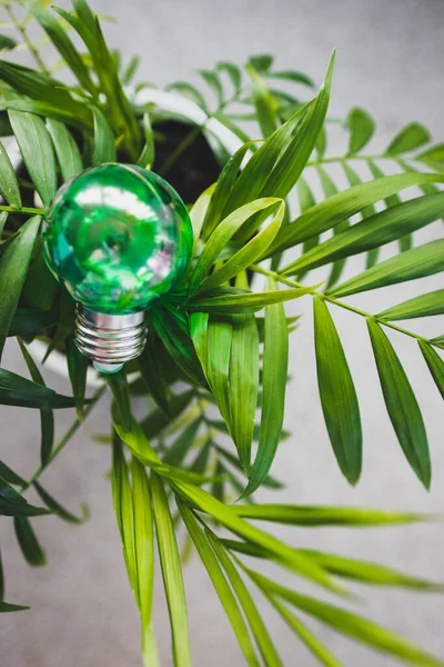 green economy and ideas for the environment conceptual image, green light bulb idea on top of lush parlour palm indoor in tiny pot shot at shallow depth of field