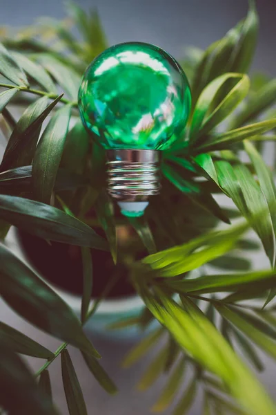 green economy and ideas for the environment conceptual image, green light bulb idea on top of lush parlour palm indoor in tiny pot shot at shallow depth of field