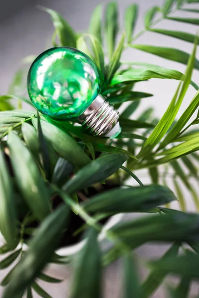 green economy and ideas for the environment conceptual image, green light bulb idea on top of lush parlour palm indoor in tiny pot shot at shallow depth of field