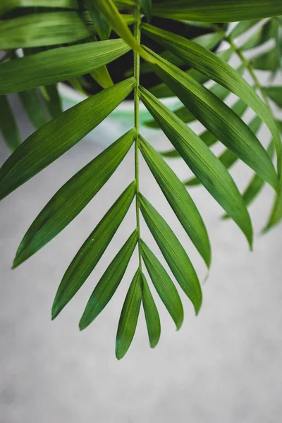Kapalı Alandaki Palmiye Bitkisinin Doğal Pencere Işığıyla Sığ Alan Derinliğinde — Stok fotoğraf