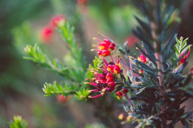 Avustralya 'nın yerli yeşillik bitkisi, açık alanda kırmızı çiçekler, güneşli arka bahçede sığ bir tarlada çekiliyor.