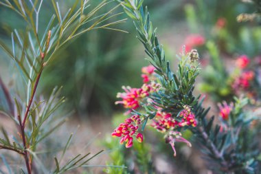 Avustralya 'nın yerli yeşillik bitkisi, açık alanda kırmızı çiçekler, güneşli arka bahçede sığ bir tarlada çekiliyor.