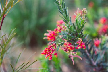Avustralya 'nın yerli yeşillik bitkisi, açık alanda kırmızı çiçekler, güneşli arka bahçede sığ bir tarlada çekiliyor.