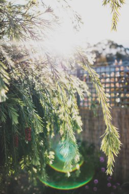 Avustralya yerlisi Callistemon şişe çalı ağacı açık havada kırmızı çiçeklerle güneşli arka bahçede sığ bir tarlada çekiliyor.