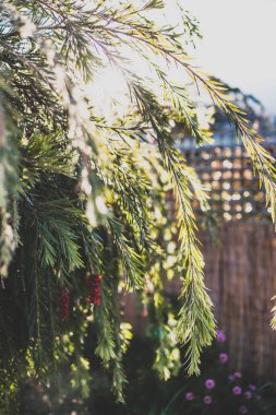 Avustralya yerlisi Callistemon şişe çalı ağacı açık havada kırmızı çiçeklerle güneşli arka bahçede sığ bir tarlada çekiliyor.