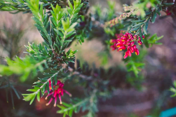 Nativní Australské Grevillea Rostlina Červenými Květy Venku Slunném Dvoře Střílel — Stock fotografie