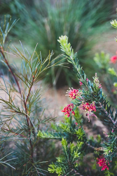 Nativní Australské Grevillea Rostlina Červenými Květy Venku Slunném Dvoře Střílel — Stock fotografie