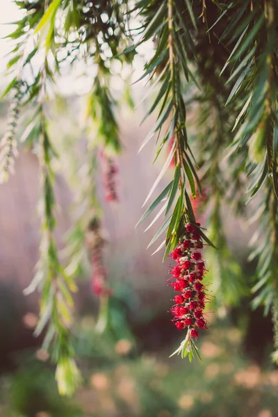 Árbol Cepillo Botella Callistemon Australiano Nativo Con Flores Rojas Aire —  Fotos de Stock