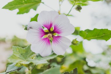 hibiscus syriacus althea rose of sharon flower (ayrıca afrodit hibiscus olarak da bilinir) sığ alan derinliğinde çekilen ağaç