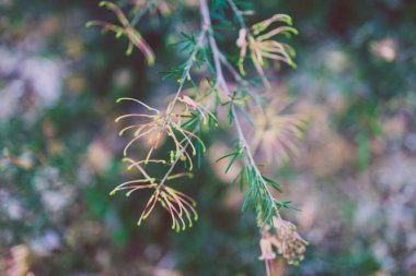 Avustralya 'nın yerlisi grevillea semper florens bitkisi, açık havada, güneşli arka bahçede, sığ tarlanın derinlerinde çekilmiş sarı pembe çiçekler.