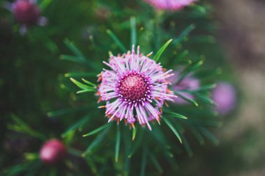 Avustralya yerlisi izopogon şekerleme konisi. Dışarıdaki pembe çiçekli. Güneşli arka bahçede sığ bir tarla vurdu.