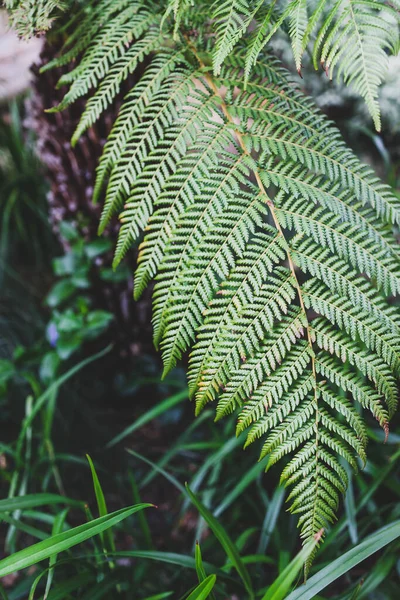 Eğreltiotu Ağacının Yakın Çekimi Uzun Yeşil Yapraklar Gövdesinde Yetişen Bitkiler — Stok fotoğraf