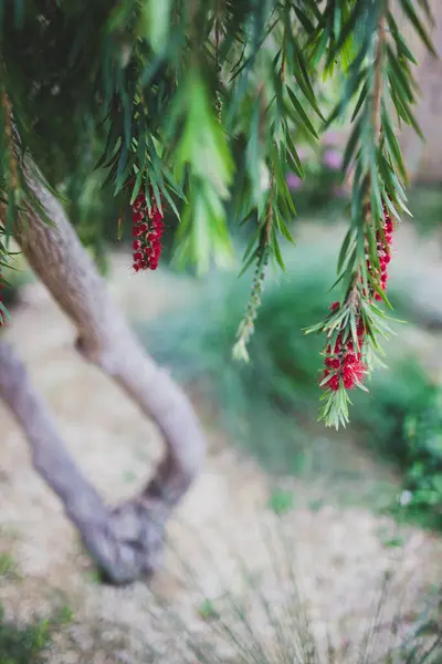 Árbol Cepillo Botella Callistemon Australiano Nativo Con Flores Rojas Aire —  Fotos de Stock