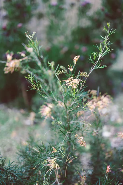 오스트레일리아 원주민 Grevillea Semper Florens 뒷마당에서 노란색 — 스톡 사진