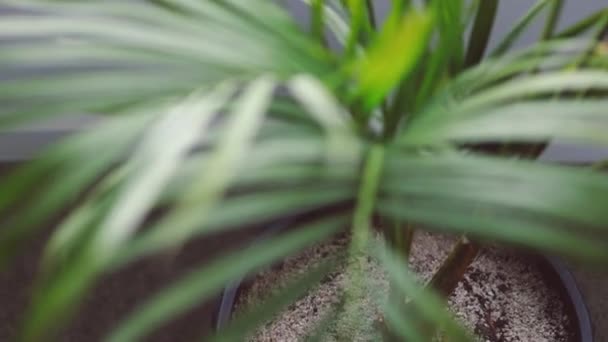 Close Του Χρυσού Φυτού Φοίνικα Ζαχαροκάλαμο Γλάστρα Εσωτερική Από Παράθυρο — Αρχείο Βίντεο