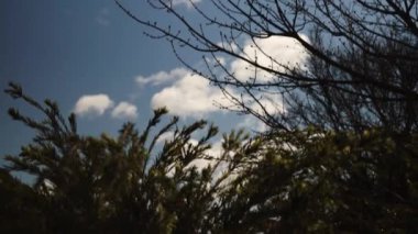 Avustralya yerlisi kırmızı şişe fırçası Callistemon ağacı açık havada güneşli arka bahçede sığ bir tarlada çekiliyor.