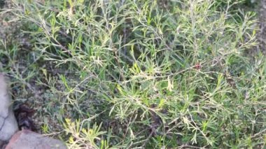 Avustralya 'nın yerli yeşili açık havada güneşli arka bahçede sığ bir tarlada vuruldu.