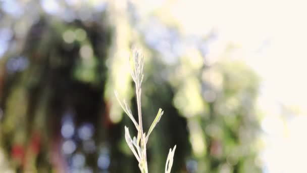 Native Australian Grevillea Plant Outdoor Sunny Backyard Shot Shallow Depth — Stock Video