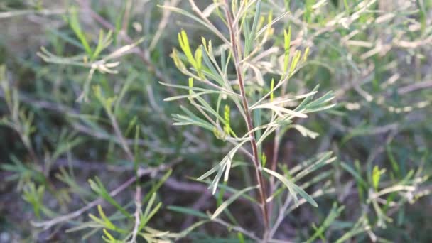 Oorspronkelijk Australische Grevillea Plant Buiten Zonnige Achtertuin Geschoten Ondiepe Diepte — Stockvideo