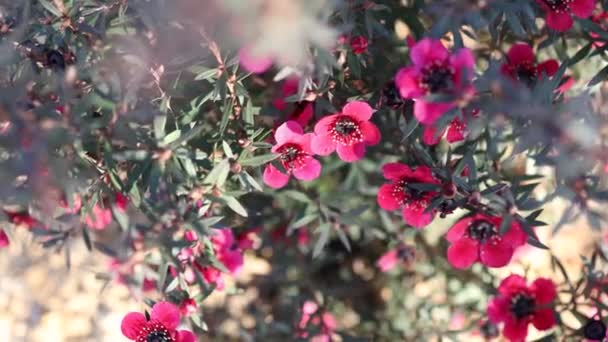 畑の浅い深さで撮影暗い葉と赤い花を持つニュージーランド茶ブッシュ植物のクローズアップ — ストック動画