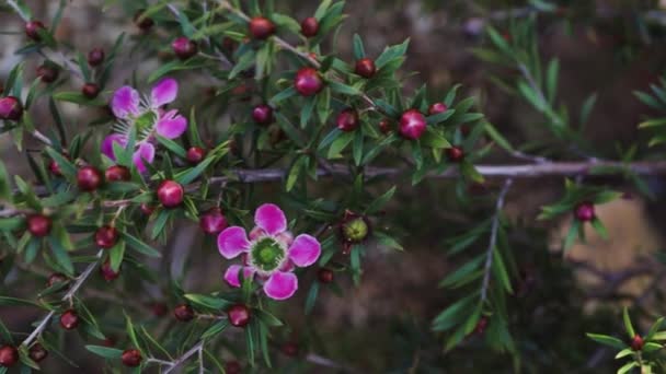 Τσάι Δέντρο Φυτό Ροζ Λουλούδια Εξωτερική Στην Ηλιόλουστη Αυλή Πυροβόλησε — Αρχείο Βίντεο