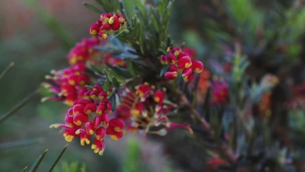 Native Australian Semper Florens Grevillea Plant Outdoor Sunny Backyard Shot — Stock Video