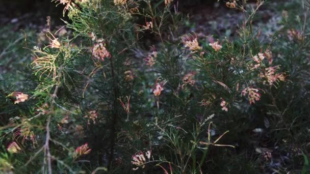 Infödda Australiska Semper Florens Grevillea Växt Utomhus Solig Bakgård Skott — Stockvideo