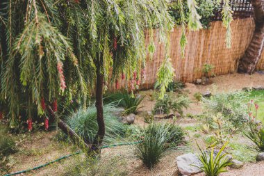 Avustralya 'nın yerel bitkileriyle ve rahat titreşimli ağaçlarıyla huzurlu bir arka bahçe.