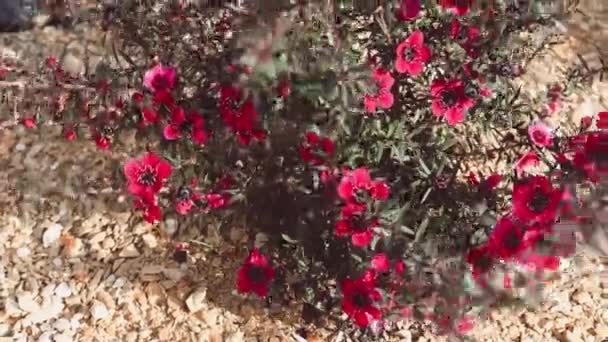 Nahaufnahme Einer Neuseeländischen Teebüchse Mit Dunklen Blättern Und Roten Blüten — Stockvideo