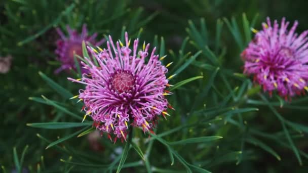 Infödda Australiska Godis Kon Isopogon Växt Med Rosa Blommor Utomhus — Stockvideo