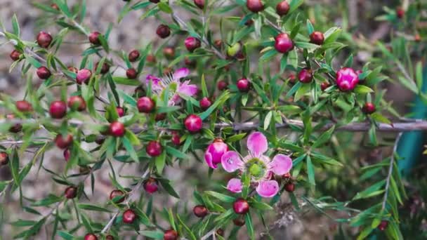 Avustralya Nın Yerli Çay Ağacı Açık Havada Pembe Çiçeklerle Güneşli — Stok video