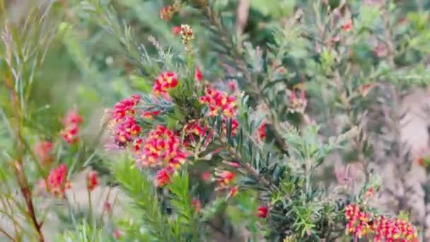 Yerli Avustralya Grevillea Firecrakcer Bitkisi Açık Havada Güneşli Arka Bahçede — Stok video