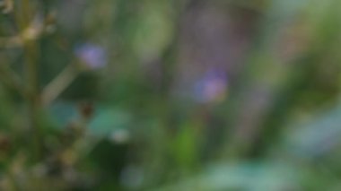 Yeşil dianella otları, rüzgarın yapraklarını güzel tropikal arka bahçeye savurduğu açık havada yetişiyor.