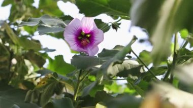 doğal ışık altında mor ve beyaz renklere sahip hibiscus syriacus althea rose of sharon flower (ayrıca afrodit hibiscus olarak da bilinir)