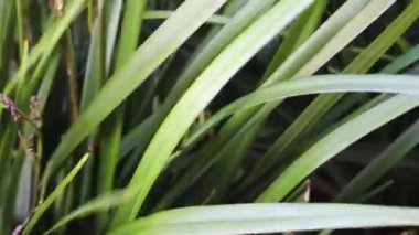 Yeşil dianella otları, rüzgarın yapraklarını güzel tropikal arka bahçeye savurduğu açık havada yetişiyor.