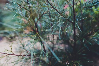 Avustralya 'nın yerli yeşillik bitkisi yaprakları yağmur damlacıklarıyla kaplı, açık havada güneşli arka bahçede sığ tarlanın derinliklerinde çekilmiş.