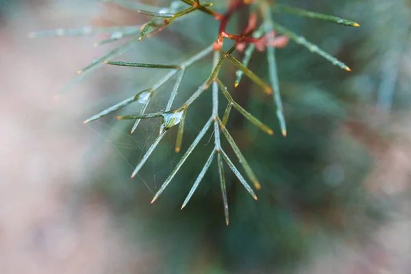 Őshonos Ausztrál Grevillea Növény Esőcseppekkel Egész Levelek Szabadban Napsütötte Kertben — Stock Fotó
