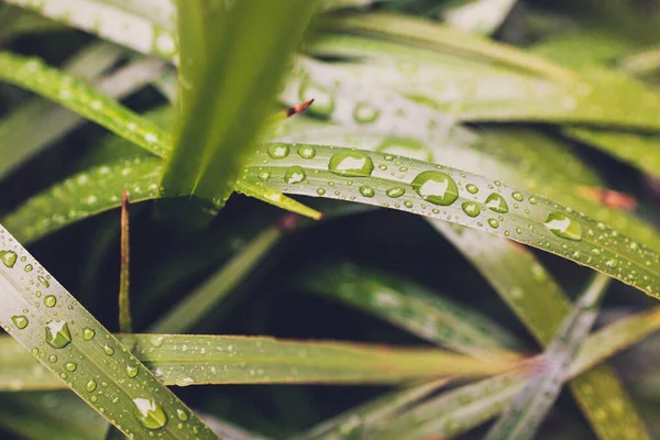 Зеленый Цветок Дианеллы Капельками Дождя Листьях Открытом Воздухе Красивом Тропическом — стоковое фото