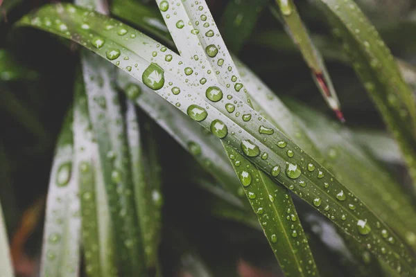 Зелена Трава Діанелли Краплями Дощу Листі Відкритому Повітрі Красивим Тропічним — стокове фото