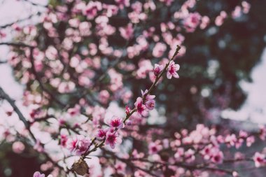 Pembe nektarin ağacının yakın çekimleri açık havada, bahçenin güzel arka bahçesinde sığ bir alanda çiçek açıyor.